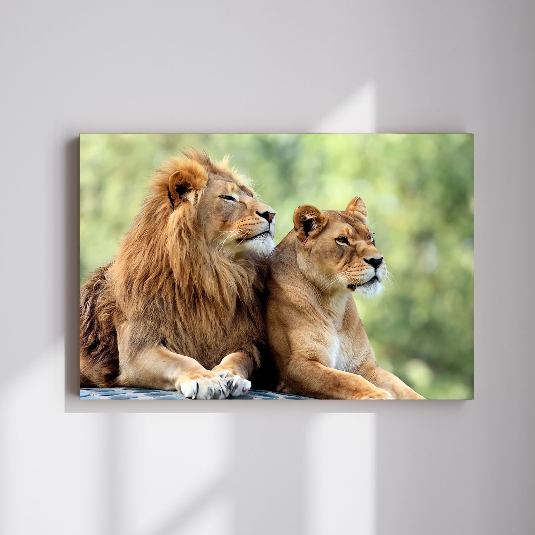 Leones