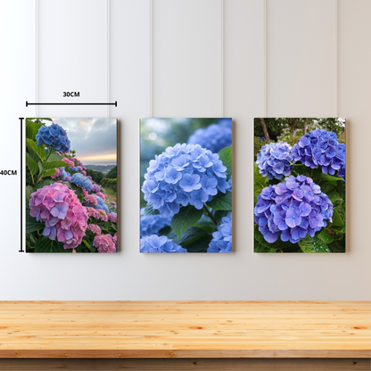 Hortensia