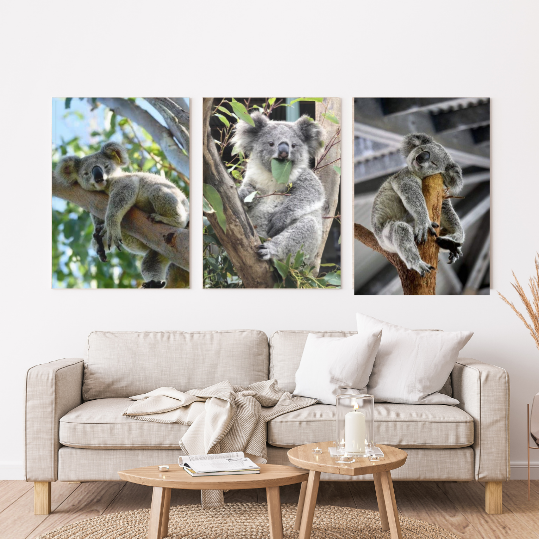 Koala