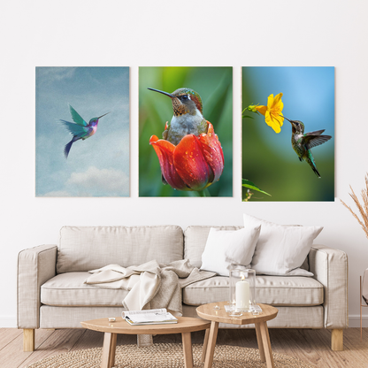Colibrí