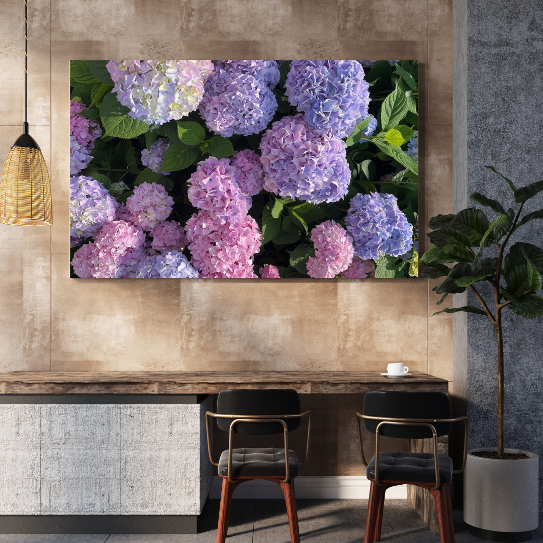Hortensia
