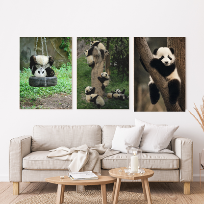 Oso Panda