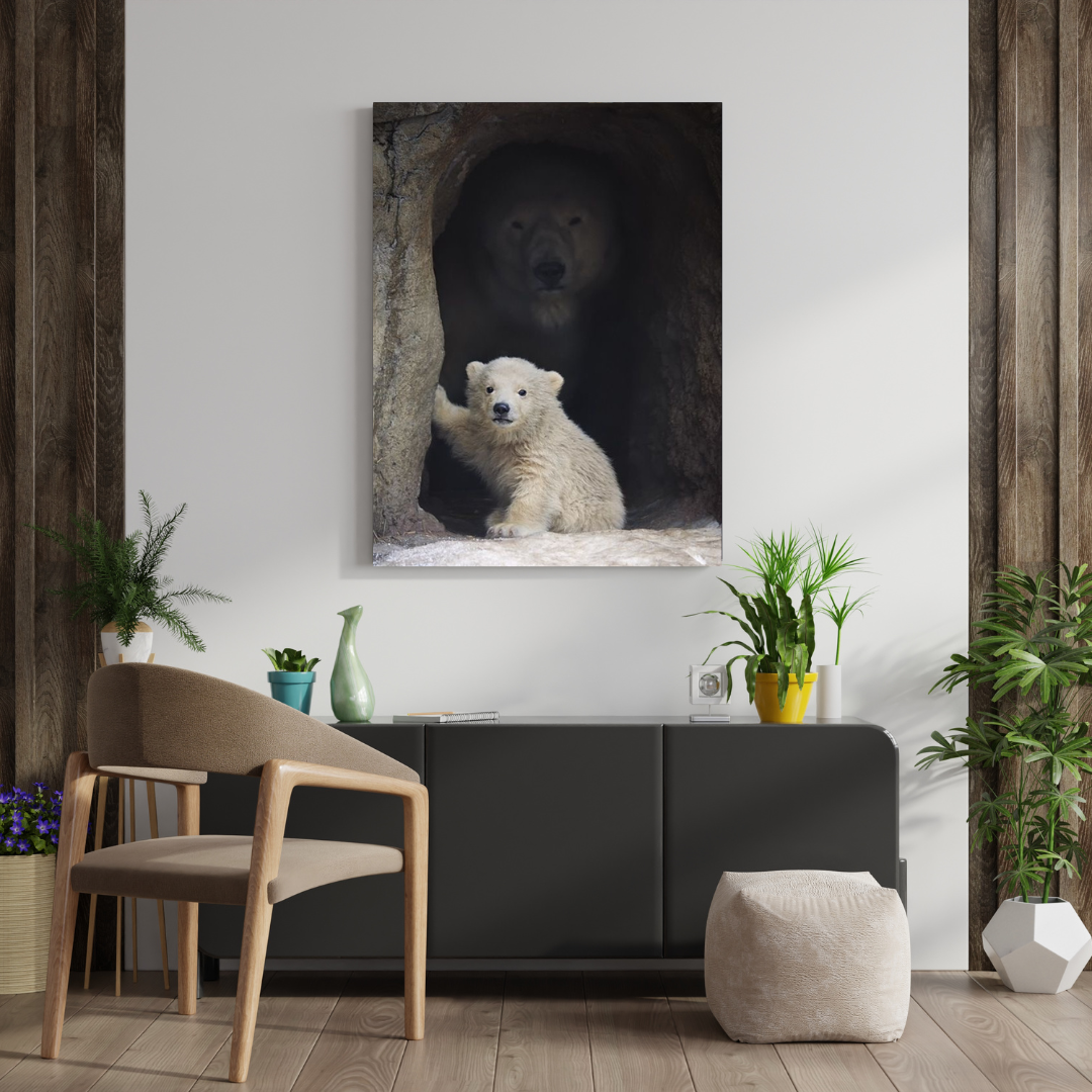 Oso Polar