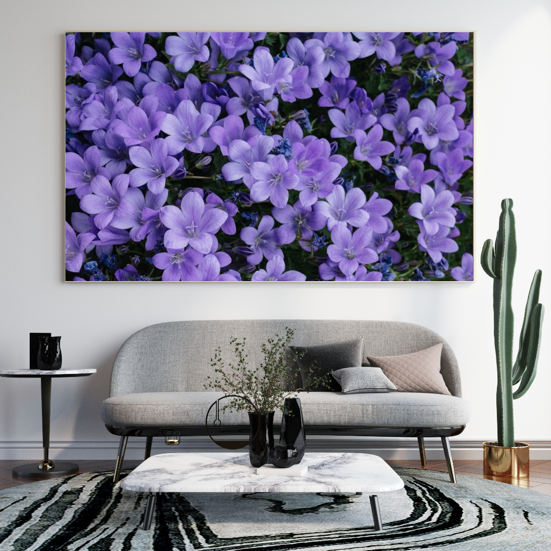 Violeta