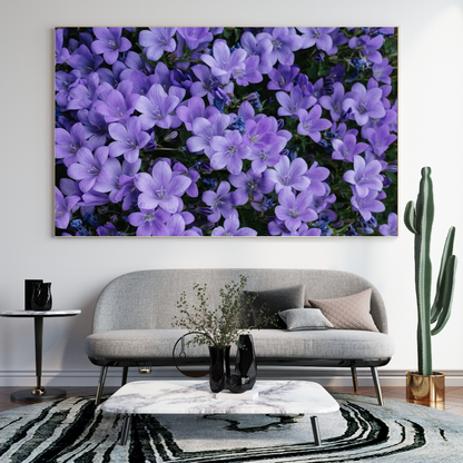 Violeta