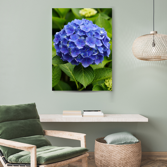 Hortensia